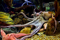 _MG_8702a_Lounging Octopus
