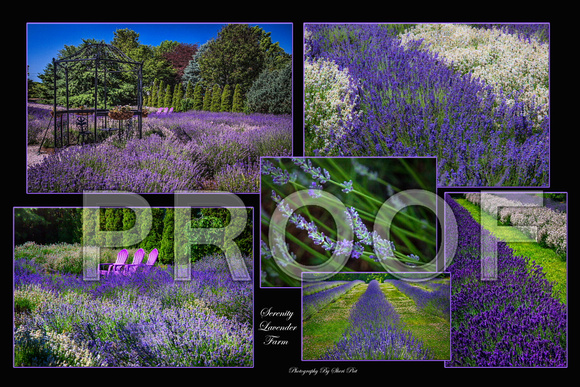 Lavender fields Collage U